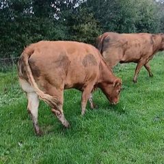 Top class heifers calving Jan