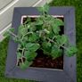 Patio Tomato pot Image 2