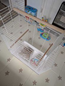 Bird Cage