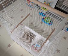 Bird Cage