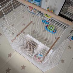 Bird Cage