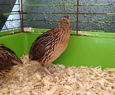 quail