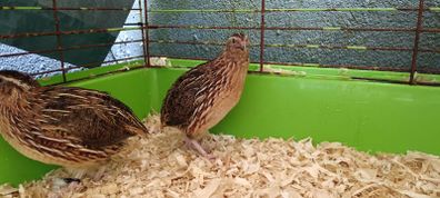 quail