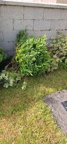 Free Plants/bushes