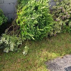 Free Plants/bushes