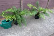 Dicksonia antarctica (Tasmanian Tree Fern)