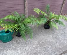 Dicksonia antarctica (Tasmanian Tree Fern)