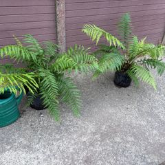 Dicksonia antarctica (Tasmanian Tree Fern)