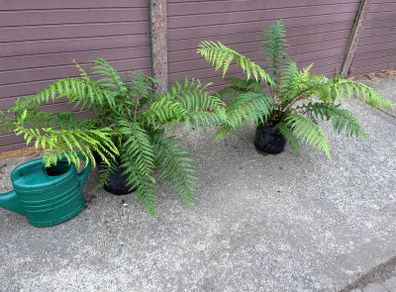 Dicksonia antarctica (Tasmanian Tree Fern)