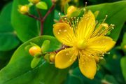 plants
