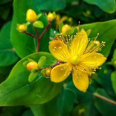 plants