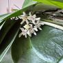 Hoya Australis Image 5