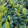 Portuguese Laurel Image 7