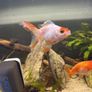fish Image 3