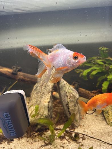 fish