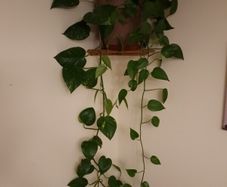 Beautiful large hanging plant