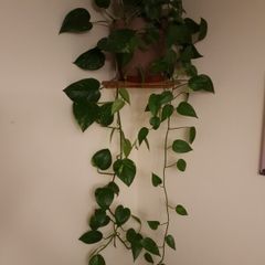 Beautiful large hanging plant