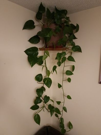 Beautiful large hanging plant