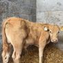 Super charlois bull runner Image 5