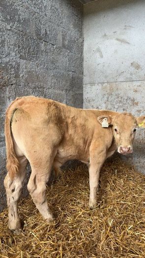 Super charlois bull runner