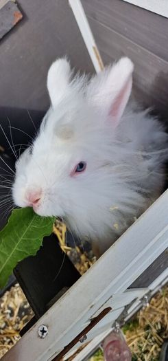 2 male bunnies almost 4 months old