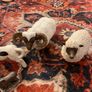 vintage sheep collectables Image 2