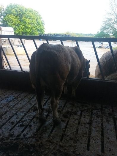 Aubrac bull