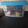 fish Image 2