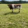Breeding Heifers Image 6