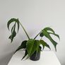 Monstera Burle Marxx flame Plant Image 3