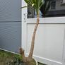 Yucca elephantipes Image 3