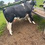 Belgium blue springing heifers Image 7
