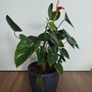 Anthurium plant Image 3