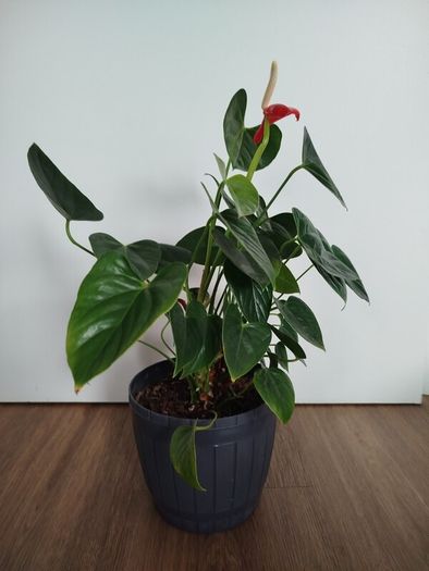 Anthurium plant