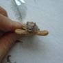 Soapstone turtle ornament, Ornament, Carving, Image 3