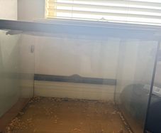 Lizard tank