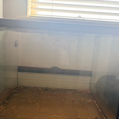 Lizard tank