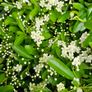 Pyracantha Firethorn Hedging Image 2