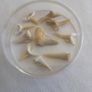 Shark teeth collection Image 3