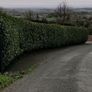 Native Whitethorn Hedging from 60 cents Image 7