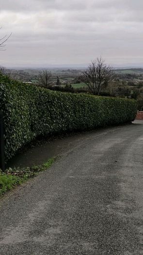 Native Whitethorn Hedging from 60 cents