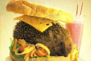 Not The Nine O'Clock News - Hedgehog Sandwich LP 1981