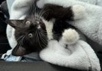 Female Kitten