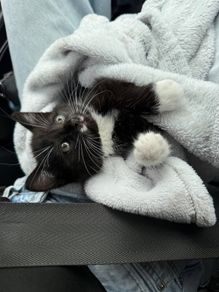 Female Kitten