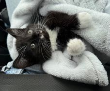 Female Kitten