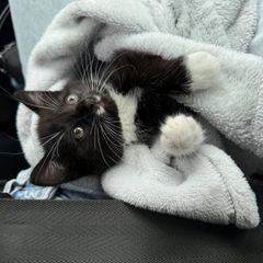 Female Kitten