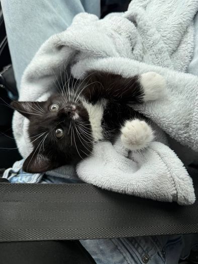 Female Kitten