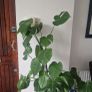 monstera plant Image 6