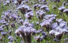 Lacy phacelia seeds 1Kg