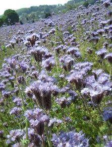 Lacy phacelia seeds 1Kg